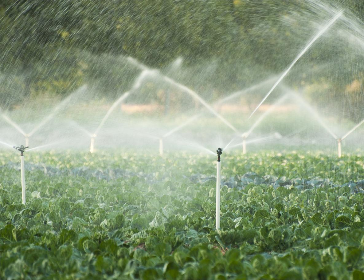 菜园中的灌溉系统